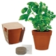 aerial view a terra cotta - color may vary mini bamboo blossom kit with biodegradable pot, image 1 of 3