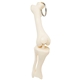 aerial view a white knee joint bone keyring, image 1 of 5