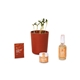 aerial view a shine bright sunflower modern sprout(r) shine bright take care kit - sunflower, image 1 of 6