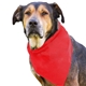 aerial view a red cotton big doggy pet bandana, image 1 of 2