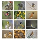 aerial view a group of birds of north america - spiral calendar, image 11 of 17