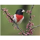 aerial view a group of birds of north america - spiral calendar, image 12 of 17