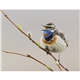 aerial view a group of birds of north america - spiral calendar, image 14 of 17