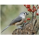 aerial view a group of birds of north america - spiral calendar, image 15 of 17
