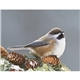 aerial view a group of birds of north america - spiral calendar, image 16 of 17