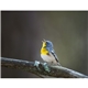 aerial view a group of birds of north america - spiral calendar, image 17 of 17