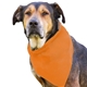 aerial view a orange cotton big doggy pet bandana, image 1 of 2