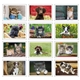aerial view a group of puppies kittens pocket calendar, image 7 of 23