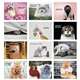 aerial view a group of pets with attitude - spiral - good value calendars(r), image 7 of 24