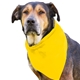 aerial view a yellow cotton big doggy pet bandana, image 1 of 2