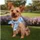 aerial view a group of sublimated rpet bandana, image 1 of 4