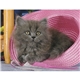 aerial view a group of four paws appointment calendar - spiral, image 19 of 24