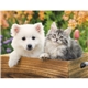 aerial view a group of four paws appointment calendar - spiral, image 20 of 24