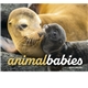 aerial view a group of animal babies appointment calendar - stapled, image 11 of 24