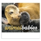 aerial view a group of animal babies appointment calendar - stapled, image 9 of 24
