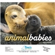 aerial view a group of animal babies appointment calendar - stapled, image 10 of 24