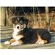 aerial view a group of four paws appointment calendar - stapled, image 12 of 24