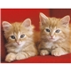 aerial view a group of four paws appointment calendar - stapled, image 15 of 24