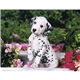aerial view a group of four paws appointment calendar - stapled, image 20 of 24