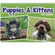 aerial view a group of puppies kittens pocket calendar, image 11 of 23