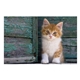 aerial view a group of puppies kittens pocket calendar, image 14 of 23