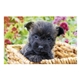 aerial view a group of puppies kittens pocket calendar, image 15 of 23