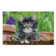 aerial view a group of puppies kittens pocket calendar, image 16 of 23