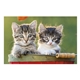 aerial view a group of puppies kittens pocket calendar, image 19 of 23