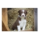 aerial view a group of puppies kittens pocket calendar, image 21 of 23