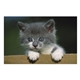 aerial view a group of puppies kittens pocket calendar, image 22 of 23