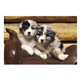 aerial view a group of puppies kittens pocket calendar, image 23 of 23