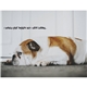 aerial view a group of pets with attitude - spiral - good value calendars(r), image 12 of 24