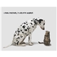 aerial view a group of pets with attitude - spiral - good value calendars(r), image 17 of 24
