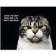 aerial view a group of pets with attitude - spiral - good value calendars(r), image 18 of 24