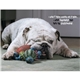 aerial view a group of pets with attitude - spiral - good value calendars(r), image 21 of 24