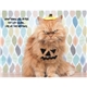 aerial view a group of pets with attitude - spiral - good value calendars(r), image 22 of 24