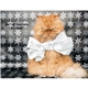aerial view a group of pets with attitude - spiral - good value calendars(r), image 23 of 24