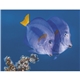 aerial view a group of ocean glory - stapled calendar, image 11 of 19