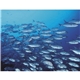 aerial view a group of ocean glory - stapled calendar, image 13 of 19