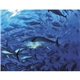 aerial view a group of ocean glory - stapled calendar, image 14 of 24