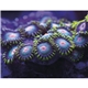 aerial view a group of ocean glory - stapled calendar, image 14 of 19