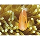 aerial view a group of ocean glory - stapled calendar, image 15 of 24