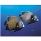 aerial view a group of ocean glory - stapled calendar, image 15 of 19