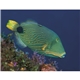 aerial view a group of ocean glory - stapled calendar, image 17 of 24