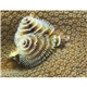 aerial view a group of ocean glory - stapled calendar, image 18 of 24