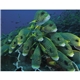 aerial view a group of ocean glory - stapled calendar, image 19 of 19
