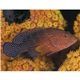 aerial view a group of ocean glory - stapled calendar, image 20 of 24