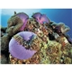 aerial view a group of ocean glory - stapled calendar, image 24 of 24