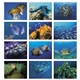 aerial view a group of ocean glory - stapled calendar, image 6 of 19