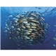 aerial view a group of ocean glory - stapled calendar, image 10 of 19
